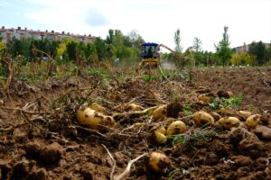 SİVAS (AA) – Sivas Cumhuriyet Üniversitesi Tarım Uygulama ve Araştırma