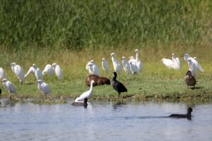 IĞDIR (AA) – Iğdır'da su maymununun yaban kuşlarıyla Ağrı Dağı