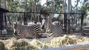 MERSİN (AA) – Doğu Akdeniz'in en büyük hayvanat bahçesi olma