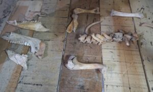 KÜTAHYA (AA) – ALİBEY AYDIN – Kütahya'da 8 bin yıllık