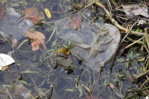 EDİRNE (AA) – Tunca Nehri'ndeki kirlilik ve civarda vakit geçirenlerin