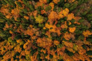 - Sonbaharla renk cümbüşüne bürünen Uludağ ormanları, seyir alanlarında kuş