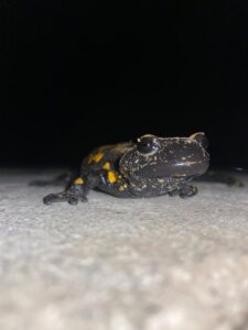 ADANA (AA) – Adana'nın Pozantı ilçesinde "Türk semenderi" olarak bilinen