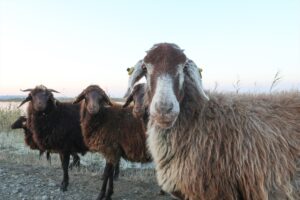 IĞDIR (AA) – Iğdır'da otladıkları zorlu dağlık araziden günün sonunda