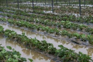 ANTALYA (AA) – Antalya'nın Serik ilçesinde etkili olan sağanak sonrasında