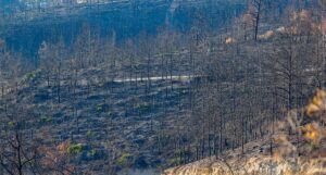 ANTALYA (AA) – HATİCE ÖZDEMİR TOSUN – Türkiye'nin en büyük