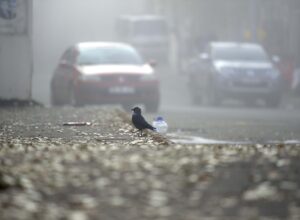 ARDAHAN (AA) – Ardahan'da sabah saatlerinde yoğun sis etkili oldu.
