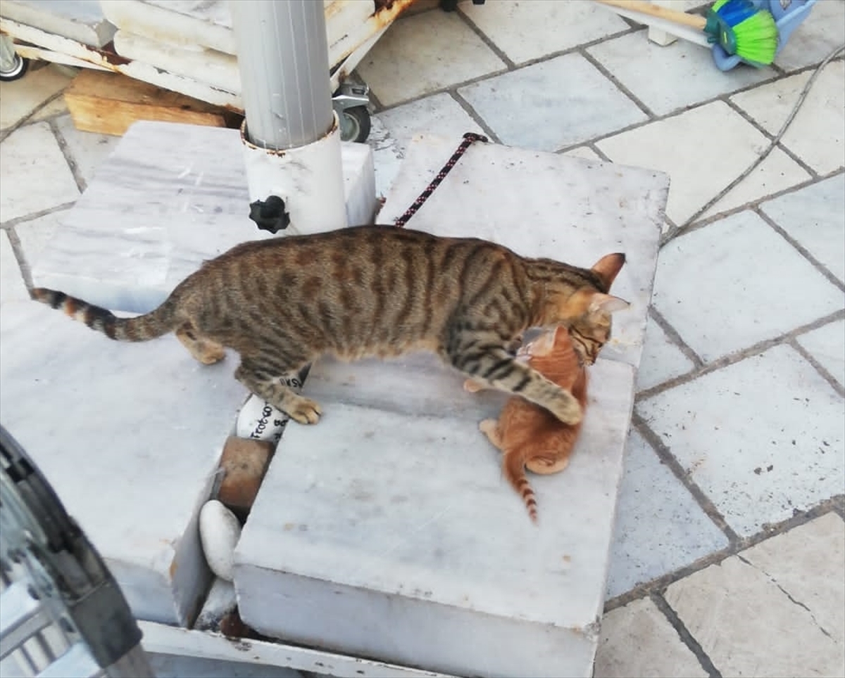 Bodrum'da tabela ve duvar arasına sıkışan kedi yavrusu kurtarıldı