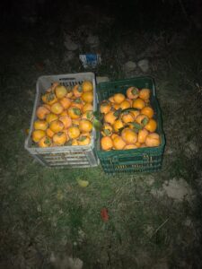 DENİZLİ (AA) – Denizli'nin Honaz ilçesinde cennet elması çalan 3