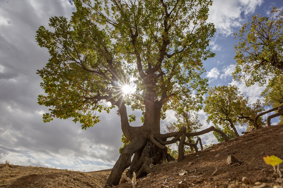 Diyarbakır'da kuraklık ve erozyona karşı ağaçlandırma seferberliği başlatıldı