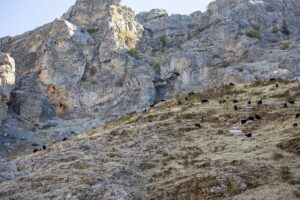 DİYARBAKIR (AA) – Diyarbakır'ın Çüngüş ilçesinde coğrafi konumu nedeniyle Akdeniz