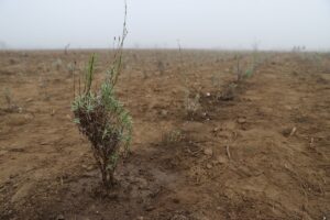 EDİRNE (AA) – Edirne Valiliği girişimleriyle kurulan Şehir Gönüllüleri Vakfı
