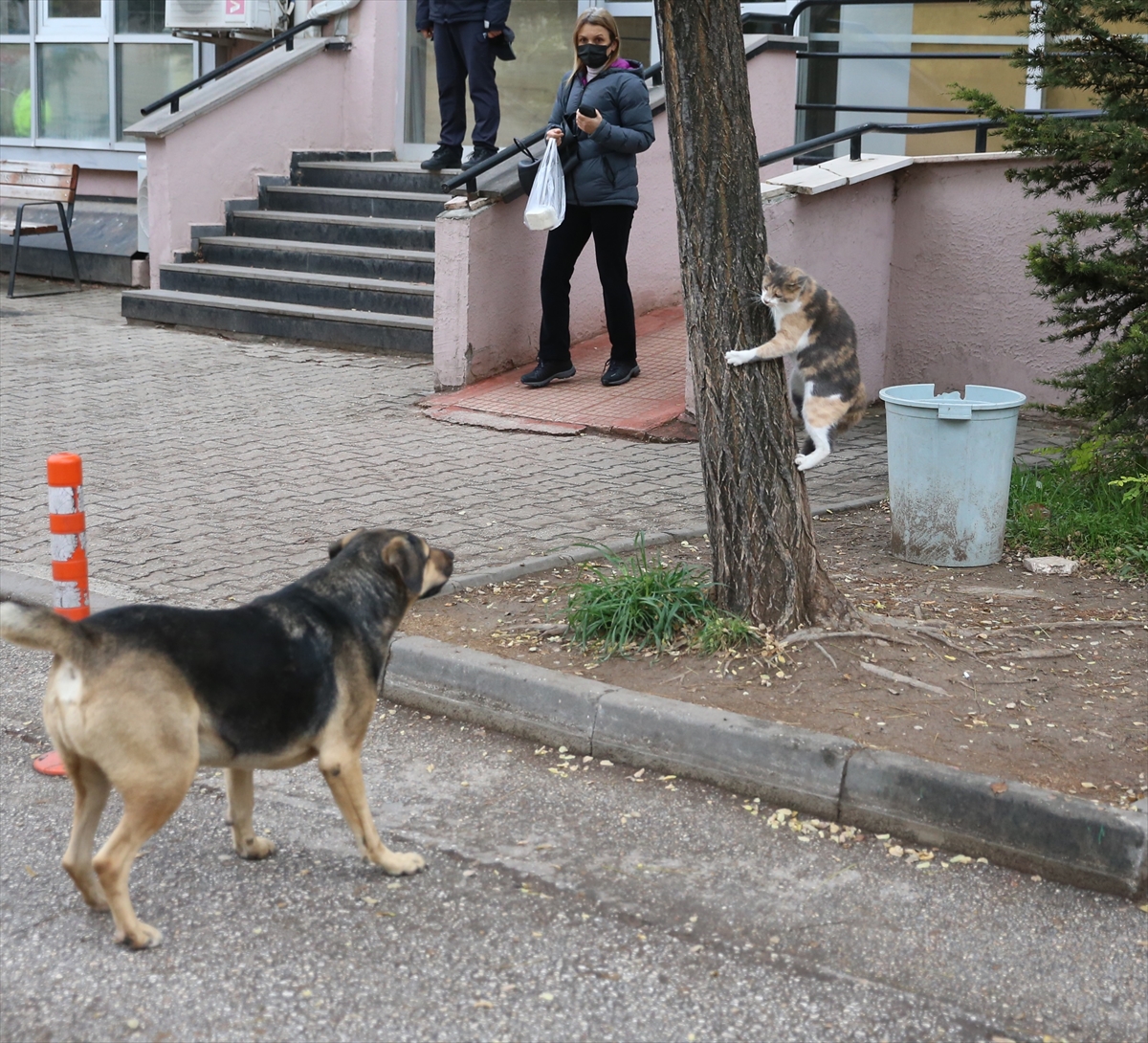 Eskişehir'de köpeği korkutan kedi kamerayla kaydedildi