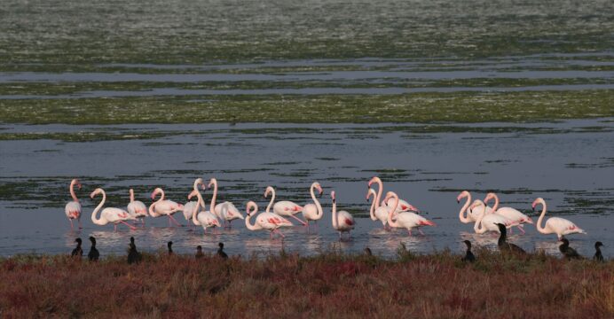 İzmir’de flamingoların yuvası tehlike altında…