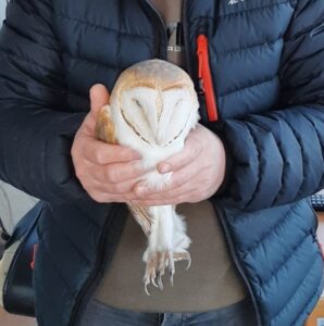 GİRESUN (AA) – Giresun'da bitkin halde bulunan peçeli baykuş, Doğa