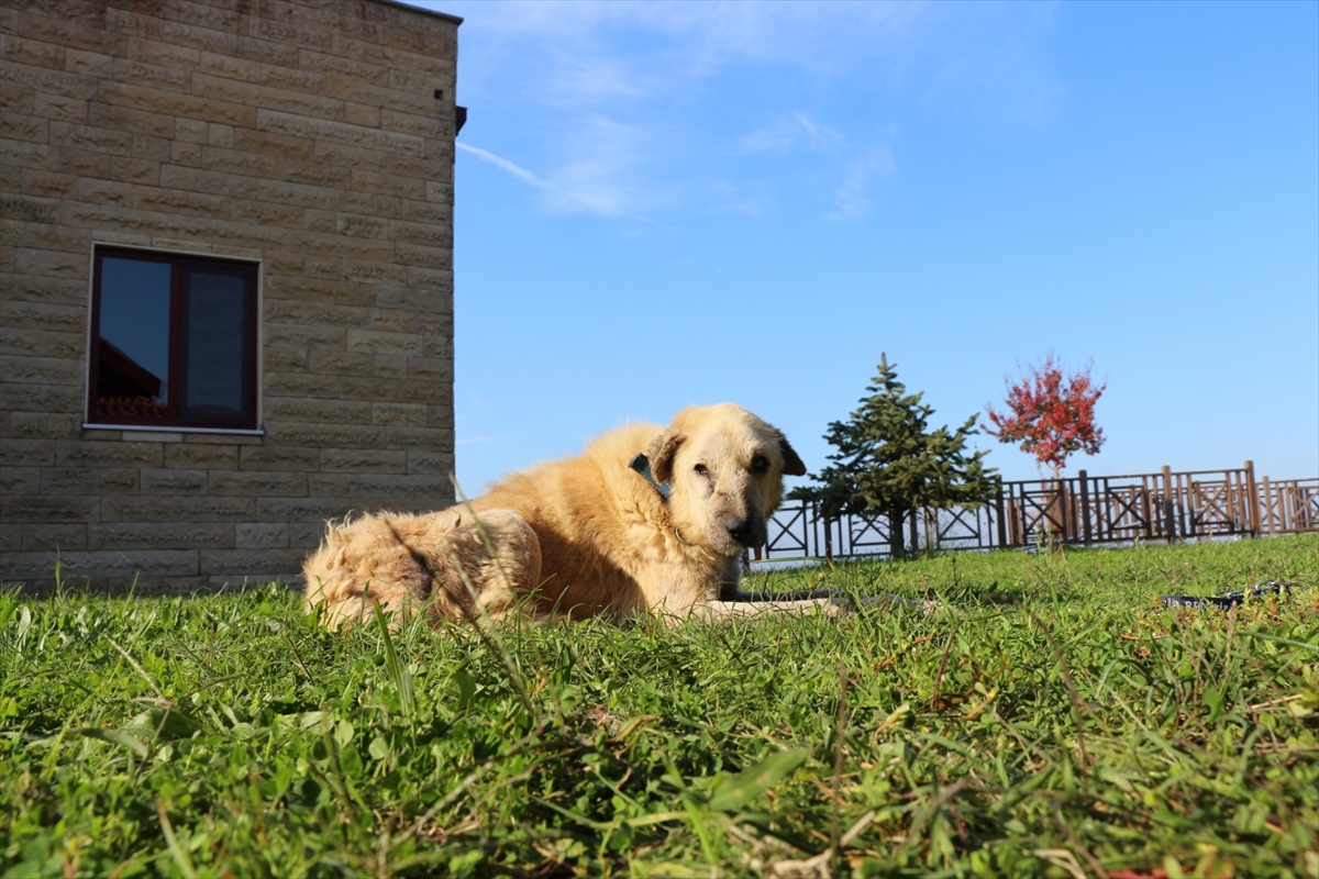 Kansere yakalanan köpek “Zerdali” Kocaeli'de tedavi ediliyor