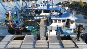 KASTAMONU (AA) – Kastamonu'nun İnebolu ilçesinde denize açılan balıkçılar limana