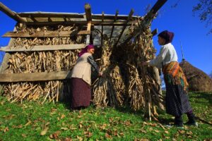 TRABZON (AA) – Trabzon'da kadınlar, tarlalarında ürettikleri ürünlerle kış hazırlıkları