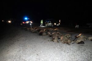 Kars’ta, kamyonetin çarptığı 34 koyun telef oldu. KARS (AA) –