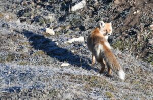 - Sarıkamış ilçesinde soğukların etkisiyle ağaçlar ve bitkiler kırağı tuttu,