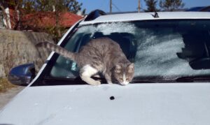 ERZURUM (AA) – Doğu Anadolu Bölgesi'nde gece en düşük sıcaklık
