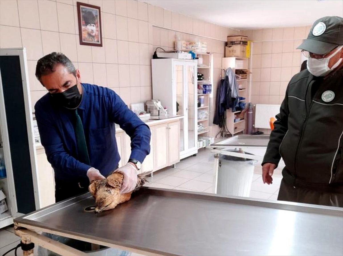 Kırşehir'de son iki yılda doğada yaralı bulunan 60 kuş tedavi edildi