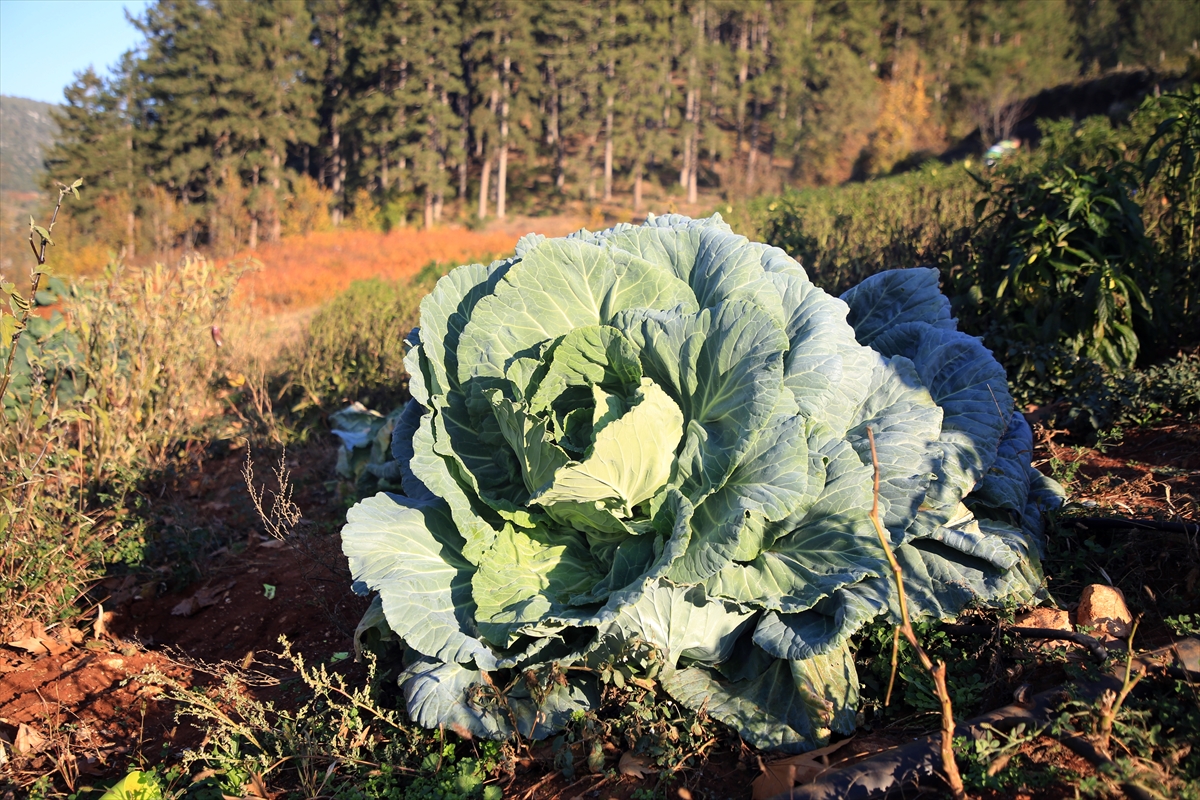 Mersin'de bir çiftçi 30 kilogram ağırlığında lahana üretti