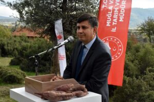 MUĞLA (AA) – Muğla'da, hasadına başlanan mor patates, üreticisini mutlu