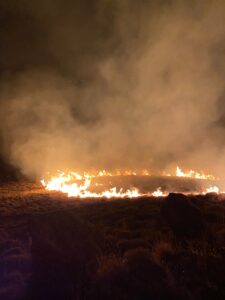 MUĞLA (AA) – Muğla'nın Bodrum ilçesinde otluk ve çalılık alanda