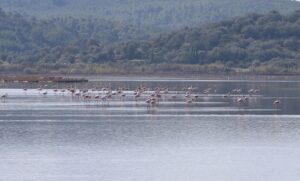 MUĞLA (AA) – Türkiye'de, göçmen kuşlar için önemli sulak alanlardan
