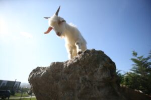 ORDU (AA) – Ordu'da bakıma muhtaç, doğal yaşam ortamında mücadele