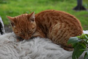 ORDU (AA) – Ordu'nun Perşembe ilçesinde kedi ile köpeğin dostluğu