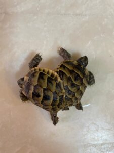 DENİZLİ (AA) – Dünyaca ünlü Pamukkale travertenleri bölgesinde bulunan siyam