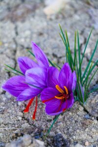 KARABÜK (AA) – Safranbolu Belediyesine ait seralarda 2,5 dekarlık alana