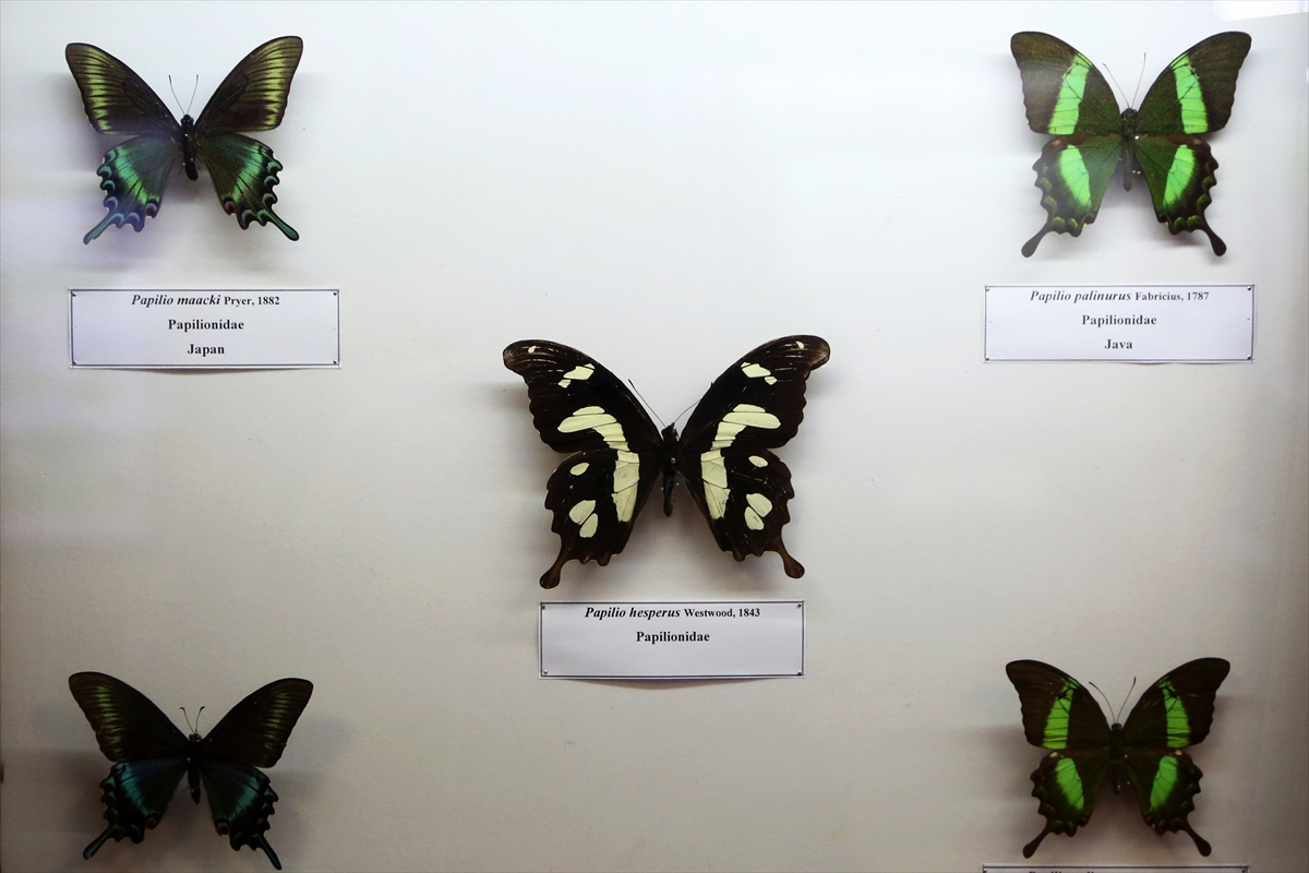 Tahran'daki kelebek müzesinde 60 ülkeden 3 binden fazla böcek türü yer alıyor