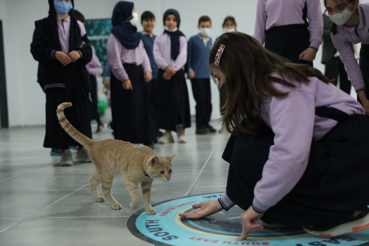 Tekirdağ'da öğretmen ve öğrencilerin sahiplendiği kedi yavrusu okulun maskotu oldu