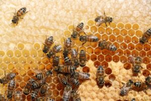 SİİRT (AA) – Siirt'in Pervari ilçesinde huzura kavuşan Herekol Dağı