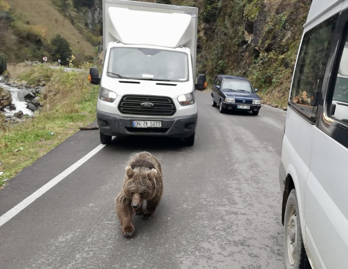 Trabzon'da kara yoluna inen yavru ayı kameralara yansıdı
