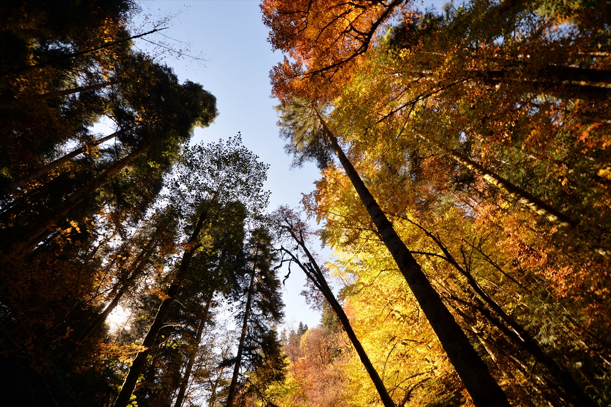 Türkiye'nin “en büyük blok ormanları”na sahip Karabük'te sonbahar renkleri hakim