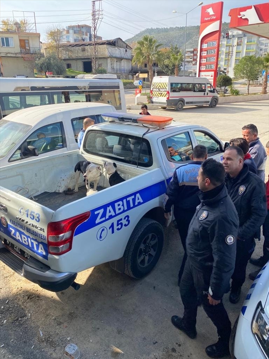 Adana'da başıboş gezen 3 pitbull cinsi köpek hayvan barınağına götürüldü
