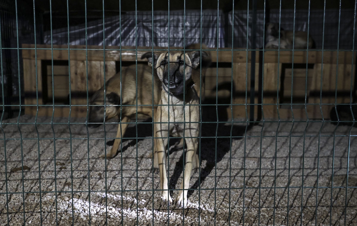 Ankara'da barınakta kalan 55 köpek yangından son anda kurtarıldı