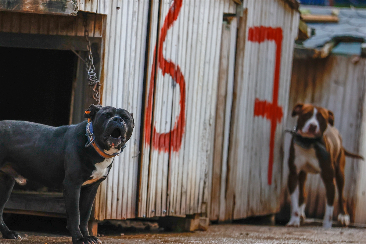 Antalya'daki hayvan barınağı “tehlikeli tür” köpeklere yuva oldu