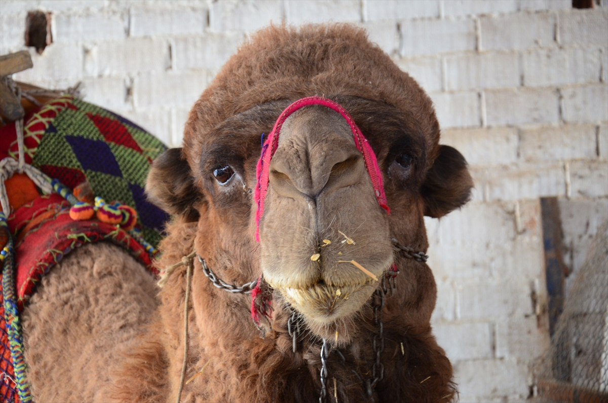Aydın'da borçtan dolayı haczedilen deve yediemine götürüldü
