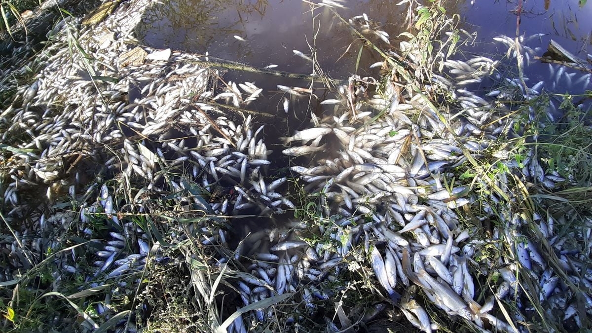 Aydın'da Büyük Menderes Nehri'nde toplu balık ölümleri görüldü