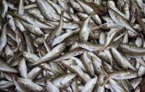 DÜZCE (AA) – Batı Karadeniz'de fırtına nedeniyle balıkçıların denize açılamaması