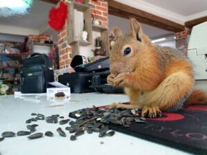 OSMANİYE (AA) – MENDERES ÖZAT – Osmaniye'nin Kadirli ilçesinde, kesilen