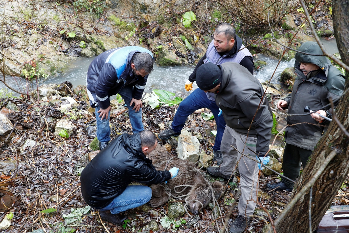 Bursa'da dere yatağındaki yaralı ayı yavrusu uzun uğraşlarla kurtarıldı