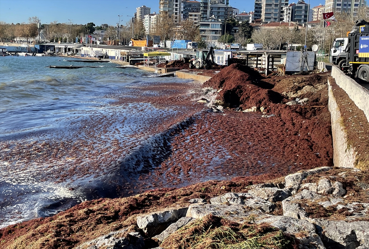 Fırtınanın ardından Caddebostan sahilini kaplayan kırmızı yosunlar toplanıyor