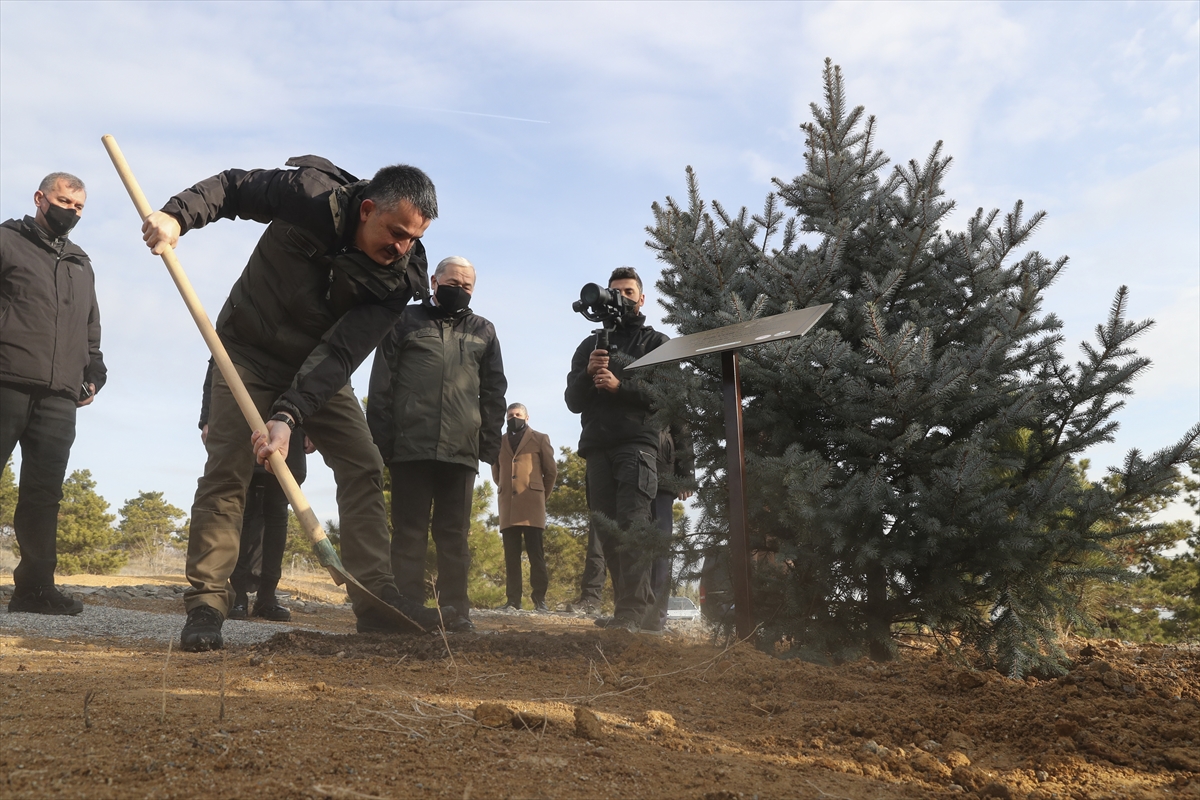 Geleceğe Nefes kampanyası kapsamında 252 milyonuncu fidan toprakla buluşturuldu