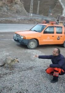 GİRESUN (AA) – Giresun'un Şebinkarahisar ilçesinde aç kalan tilki, kara